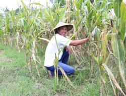 Reforma Agraria Lahirkan Regenerasi dan Kreativitas Petani Muda di Desa Soso