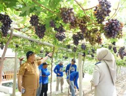 Wabup Ahmad Fadly : Ketersediaan Pangan di Tanah Datar Relatif Aman Jelang Ramadhan dan Idul Fitri
