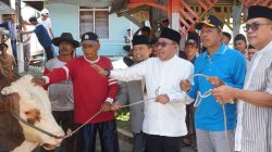 Sapi Kurban Bantuan Presiden RI Jenis Simental Seberat 1,2 Ton Disembelih di Koto Baru
