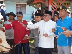 Sapi Kurban Bantuan Presiden RI Jenis Simental Seberat 1,2 Ton Disembelih di Koto Baru