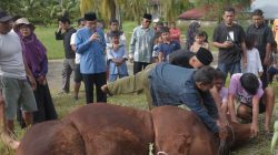 Maigus Nasir Saksikan Penyembelihan Sapi Kurban Bantuan Presiden Prabowo untuk Warga Padang