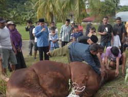 Maigus Nasir Saksikan Penyembelihan Sapi Kurban Bantuan Presiden Prabowo untuk Warga Padang