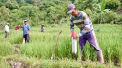 Pasang Patok, Cara Sederhana Cegah Sengketa Tanah dengan Tetangga
