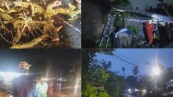 BPBD Payakumbuh Gerak Cepat Evakuasi Pohon Tumbang di Tiga Lokasi