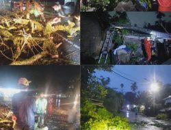 BPBD Payakumbuh Gerak Cepat Evakuasi Pohon Tumbang di Tiga Lokasi