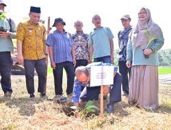 Pemko Payakumbuh Tanam 3.000 Bibit Pisang untuk Perkuat Pasokan Buah Lokal Program MBG