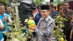 Panen Melon Melonjak Drastis Wawako Maigus Nasir Apresiasi Bantuan Green House PLN Untuk Petani Milenial
