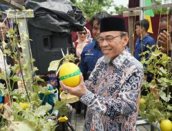 Panen Melon Melonjak Drastis Wawako Maigus Nasir Apresiasi Bantuan Green House PLN Untuk Petani Milenial